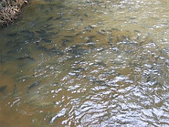 CairnsTC446 Paronella Park